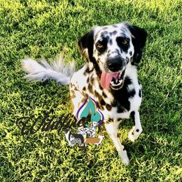 Liberty - Dalmatian