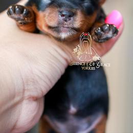 Yorkshire Terrier Puppies from Essence of Grace Yorkies