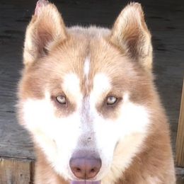 Kane - Siberian Husky