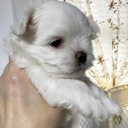 Platinum Dunes Lottie LaFleur (aka Lottie) - White female Maltese puppy in North Carolina from Platinum Dunes Maltese Kennel