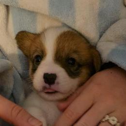 Clifford - Red male Pembroke Welsh Corgi puppy in Palm Bay, Florida from Space Coast Corgi