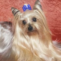 Yorkshire Terriers from Baywood Yorkshire Terriers