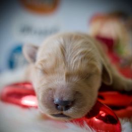 Third Pick - Golden female Golden Retriever puppy in Mc Arthur, California from California Golden Love