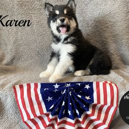 Karen - Black and white female Alaskan Malamute puppy in Kalispell, Montana from Glacier Malamutes