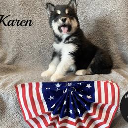 Karen - Black and white female Alaskan Malamute puppy in Kalispell, Montana from Glacier Malamutes
