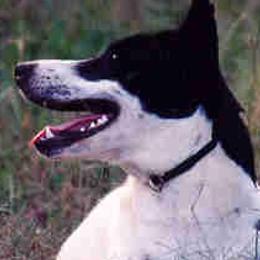 Canaan Dogs from River Rock