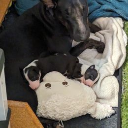 Bull Terrier Puppies from Bulls On Parade