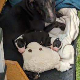 Bull Terrier Puppies from Bulls On Parade