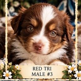 Cosmo - Red tri-color male Miniature American Shepherd puppy in Plant City, Florida from Osborne & Stormborn FL Kennels