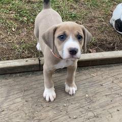 Mountain Cur Puppies from Walnut Ridge Mountain Curs