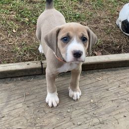 Mountain Cur Puppies from Walnut Ridge Mountain Curs