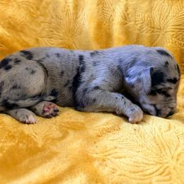 Dazed - Merle male Great Dane puppy in Jerusalem, Arkansas from Mara Danes