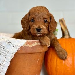 Green - Red  male Goldendoodle puppy in Hesperia, Michigan from Red Acres Poodles & Doodles