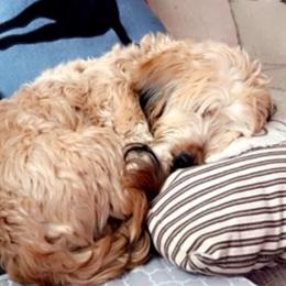 Atticus - Dachshund