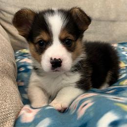 Blizzard - Black and tan male Pembroke Welsh Corgi puppy in Waco, Texas from The Comma Corgis