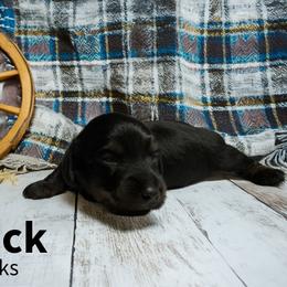 Jack (Blue) - Black and tan male Dachshund puppy in Humble, Texas from Foley Dachshunds