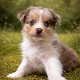 Zinfadel - Red merle female Australian Shepherd puppy in Wrightstown, New Jersey from Hartzland Farm Australian Shepherds