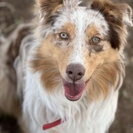 Aussiedoodle, Australian Shepherd, and Goldendoodle Puppies from Junipersdoodles