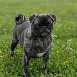 Rhea - Pug
