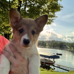 Pembroke Welsh Corgi Puppies from Sugarbush Corgis