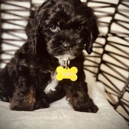 Cavapoo, Cockapoo, and Poodle Puppies from Benji’s Cockapoos