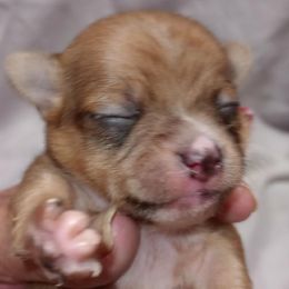 Baize - Black sabled fawn Chihuahua puppy in Sherwood, Arkansas from Bartelt Breeders