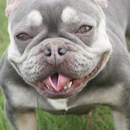 French Bulldogs from The French Bulldog Collective