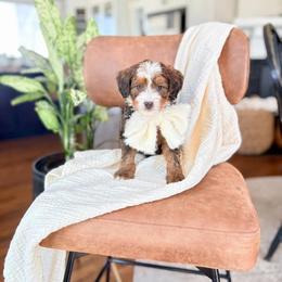 Beatrice - Sable female Bernedoodle puppy in Buda, Illinois from Hamilton Farm Doodles