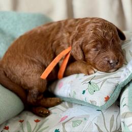 Orange - Red  female Goldendoodle puppy in Hesperia, Michigan from Red Acres Poodles & Doodles