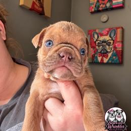 Bulldog Puppies from Bows and Wrinkles Bulldogs