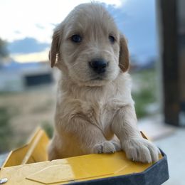Golden Retriever Puppies from Castle Country Companions