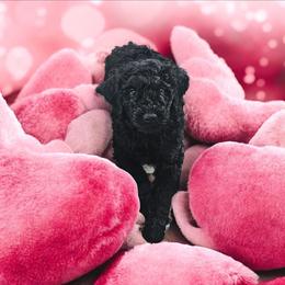 Denaro - Black male Goldendoodle puppy in Polkton, North Carolina from Gaga's Doodles