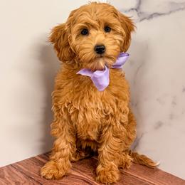 Denna - Apricot female Goldendoodle puppy in Santa Clara, Utah from Desert Dawn Doodles