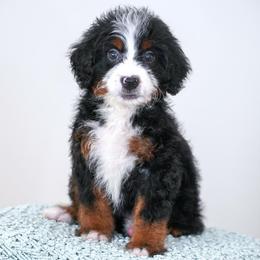 Poblano - Tri-color female Bernedoodle puppy in Dundee, Ohio from Down Home Doodle