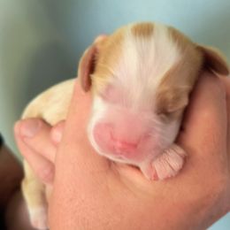 Mango - Red and white female Cocker Spaniel puppy in Bayfield, Colorado from Lucky Doodle Creations
