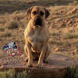 Boerboel puppies from Standing Stone Boerboels