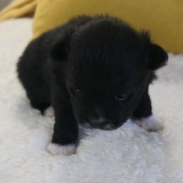 Blake - Black male Pomeranian puppy in Cleveland, Tennessee from Deborah's Darlings