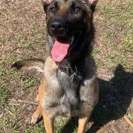 Belgian Malinois from B&D Malinois Kennels