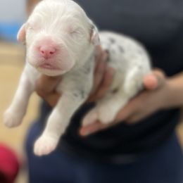 Chien-Po - Merle Assorted Doodle Crosses puppy in Powder Springs, Georgia from Everyone Loves Doodlez