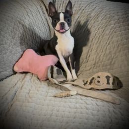 Harley - Boston Terrier