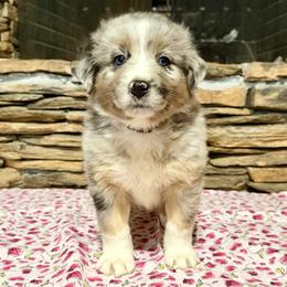 Maia - Blue merle female Australian Shepherd puppy in Red Springs, North Carolina from Julia Rose Ranch
