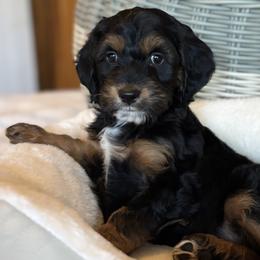 Cockapoos from River Falls Cockapoos