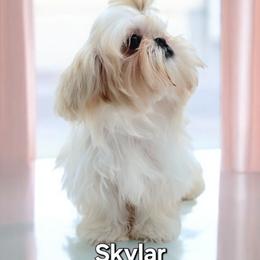 Skylar - Shih Tzu