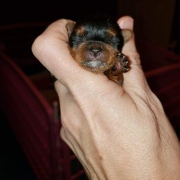 Yorkshire Terrier Puppies from LuvStruck Yorkies