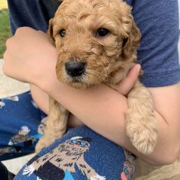 Goldendoodle Puppies from Dolly Doodle’s Doodles