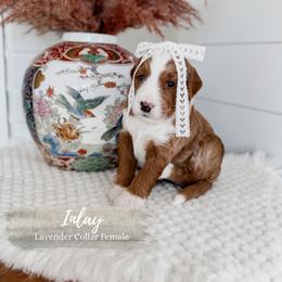 Inlay - Apricot female Goldendoodle puppy in Roanoke Rapids, North Carolina from Sweeter than Honey Doodles