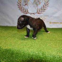 Black Male - Black brindle and white male Miniature Bull Terrier puppy in Fontana, California from JLB Beagles & MBT