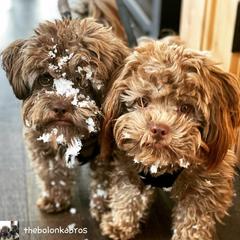 Russian Tsvetnaya Bolonka Puppies from Bolonka Treasures