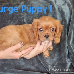 Surge Puppy 1 - Ruby male Cavalier King Charles Spaniel puppy in Racine County, Wisconsin from Hough's Danes and Cavaliers