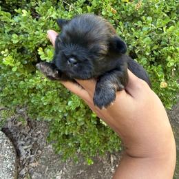 Bowen - Sable male Shih Tzu puppy in Bastrop, Louisiana from Happy Scout's Shih Tzu's